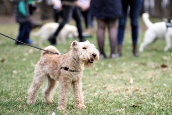 a small brown dog on a leash in the grass